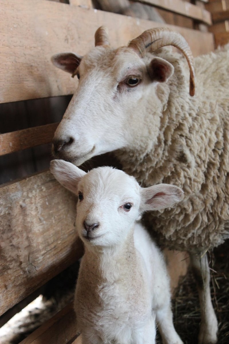 Oak Hill Farm